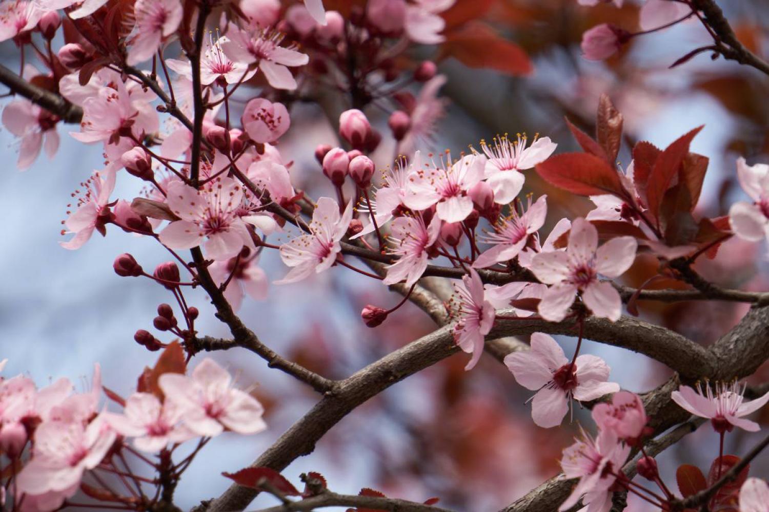 Prunus pissardii