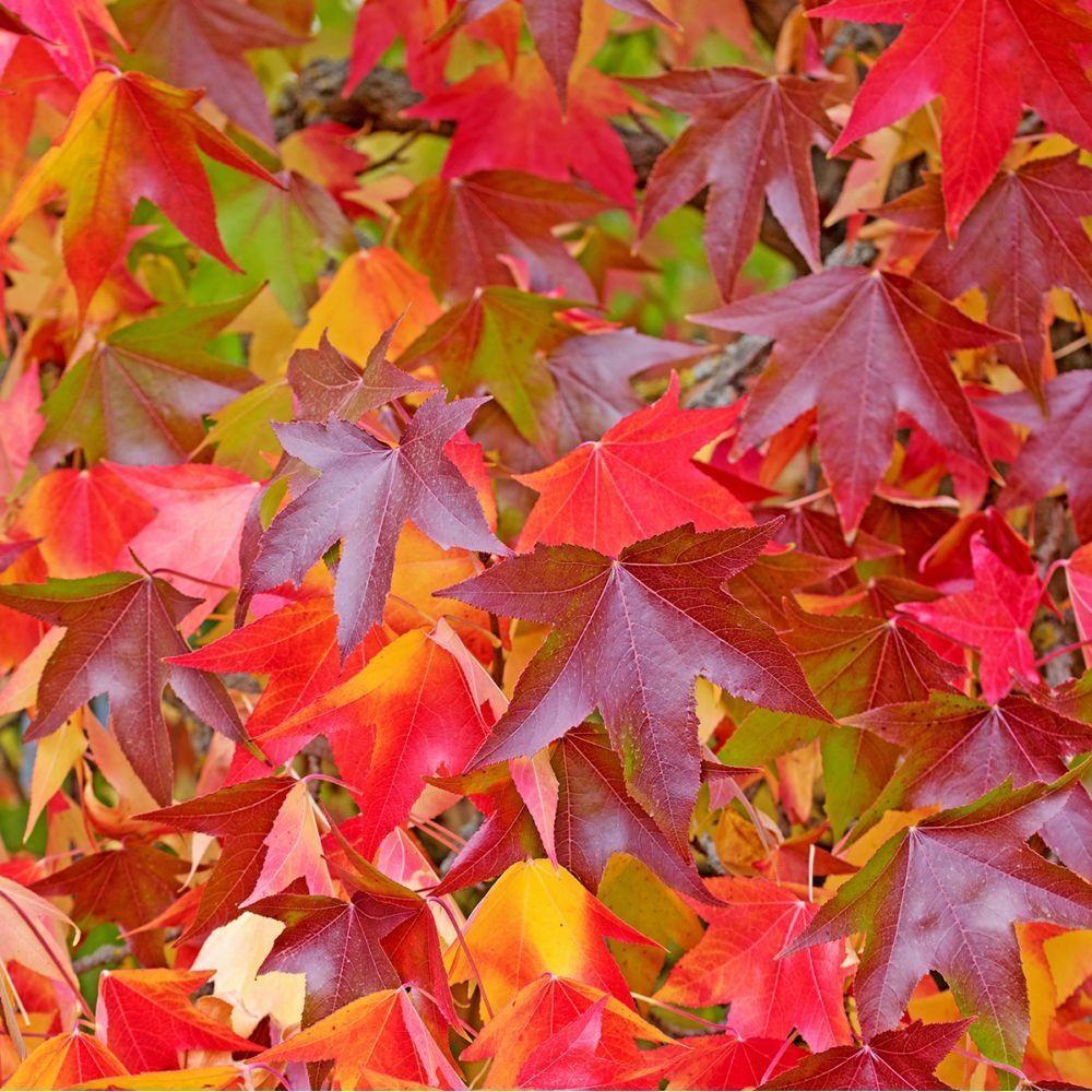 Liquidambar