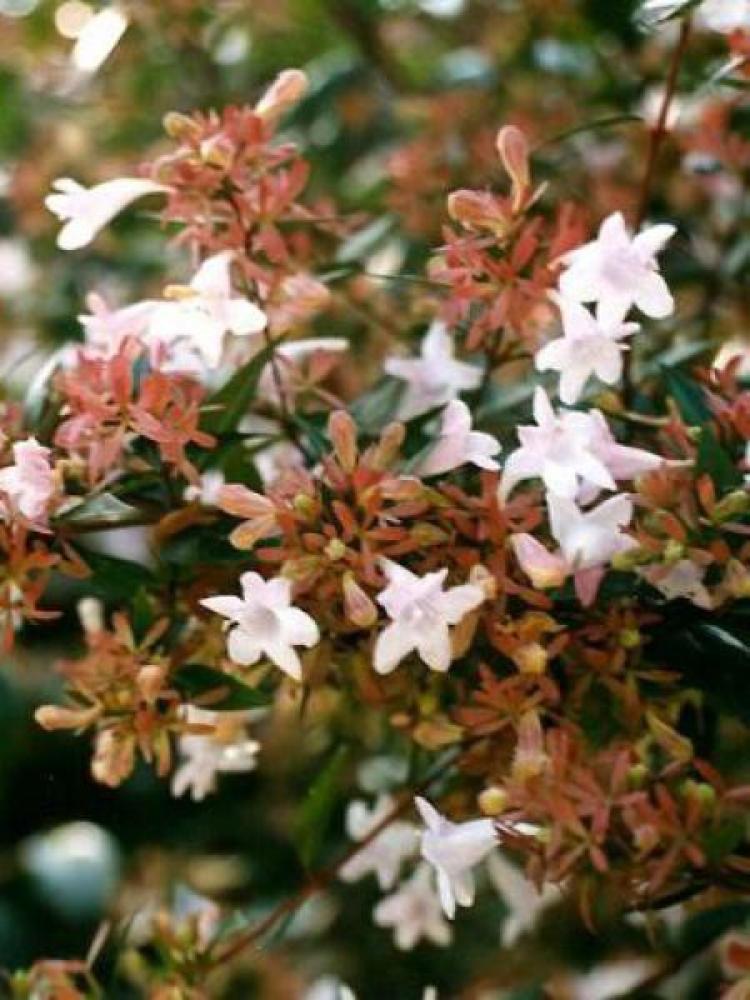 Abelia grandiflora