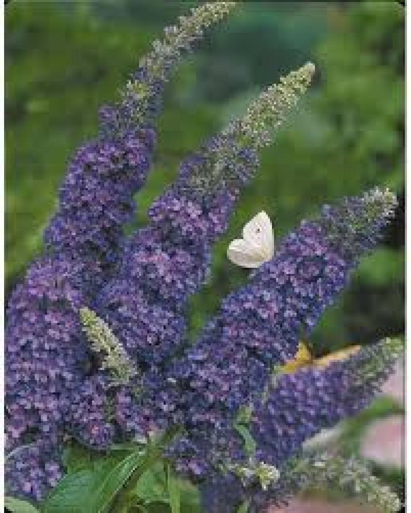 Buddleja