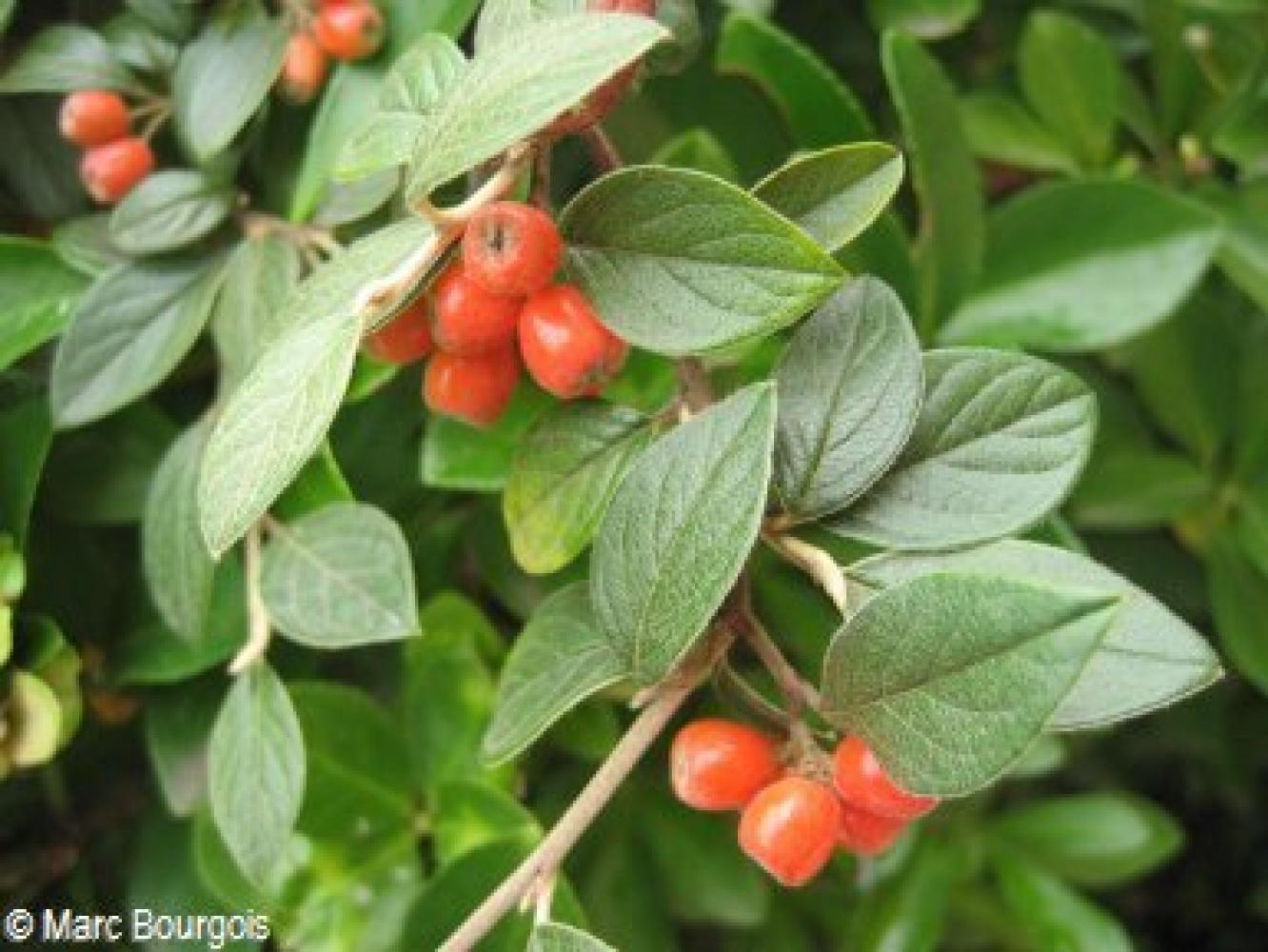 COTONEASTER