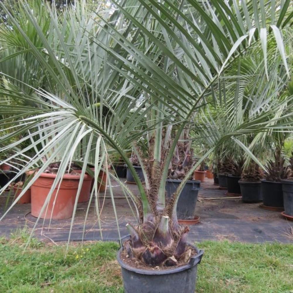 BUTIA CAPITATA