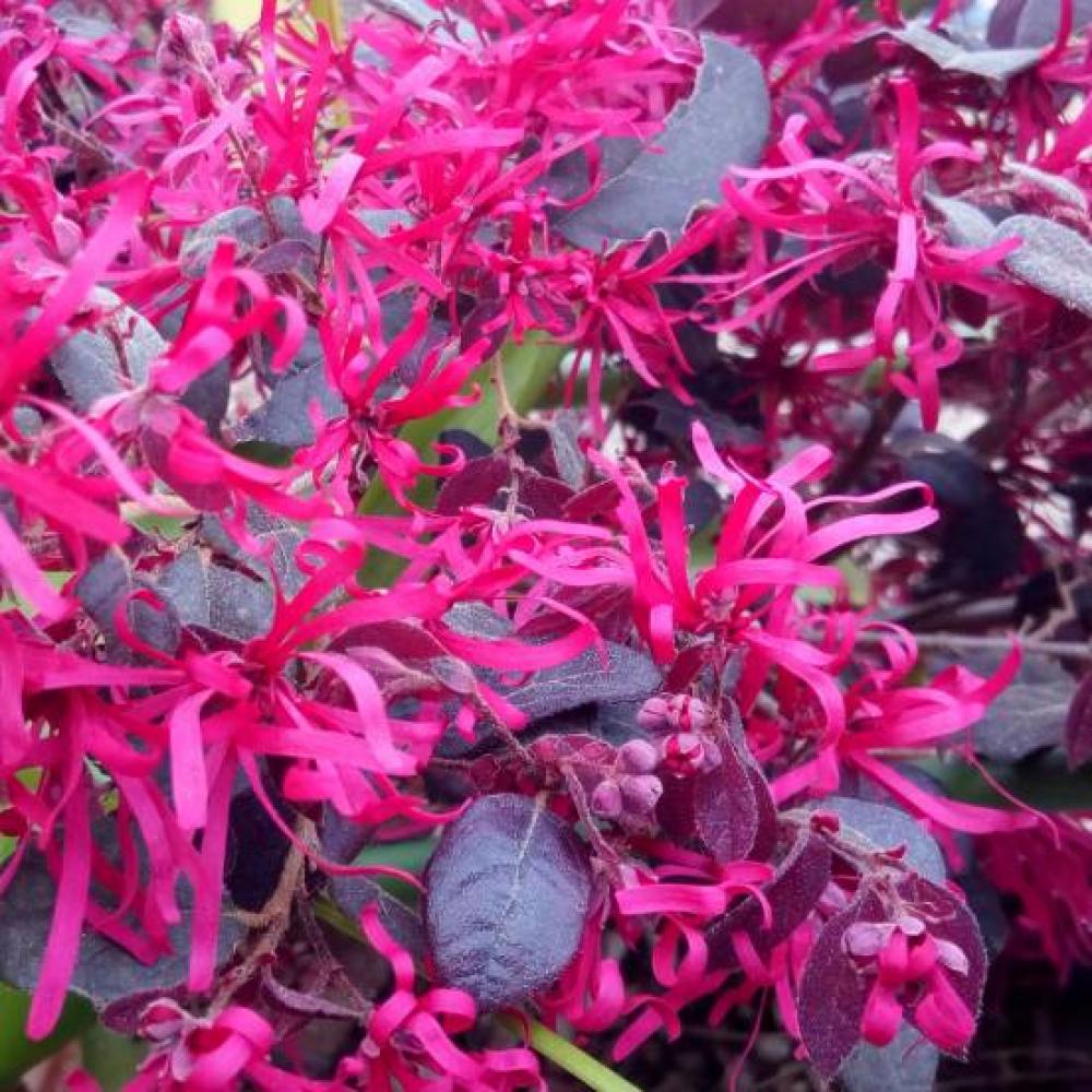 LOROPETALUM FIRE DANCE 