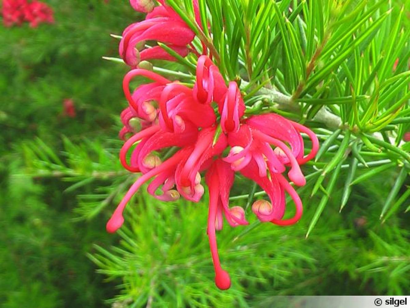 GREVILLEA