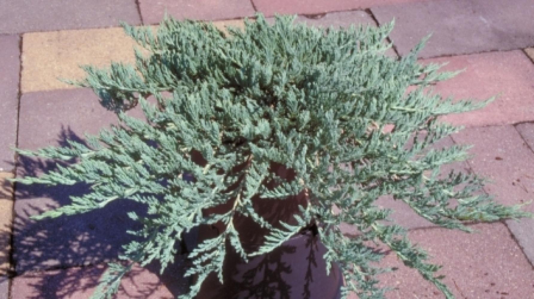 JUNIPERUS VARIES 