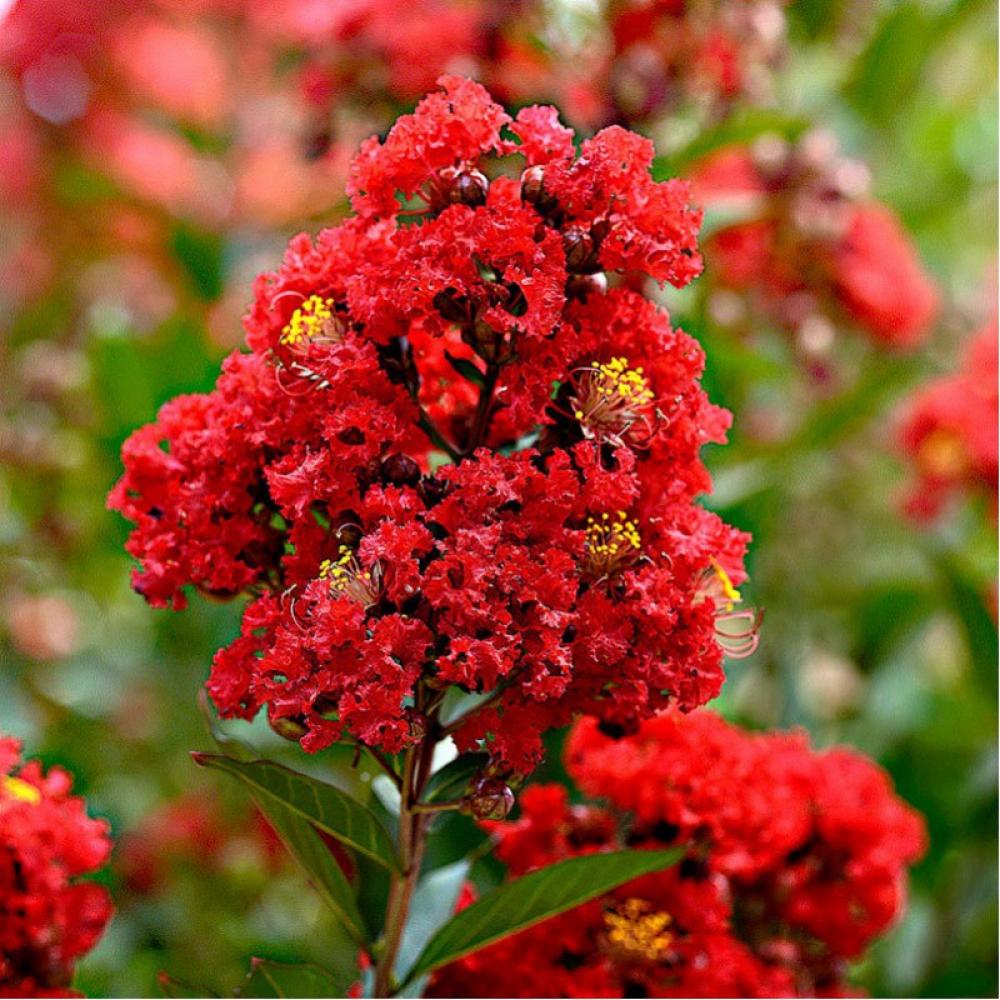 LAGERSTROEMIA