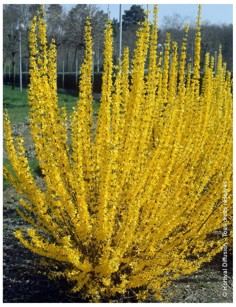 FORSYTHIA