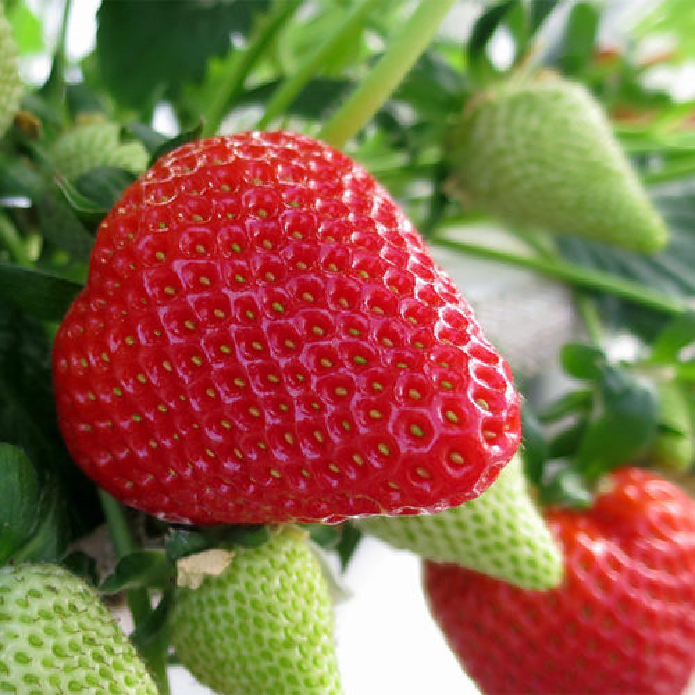 FRAISES