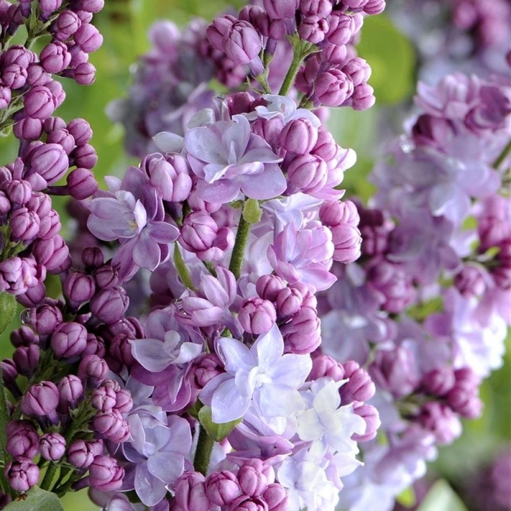 LILAS