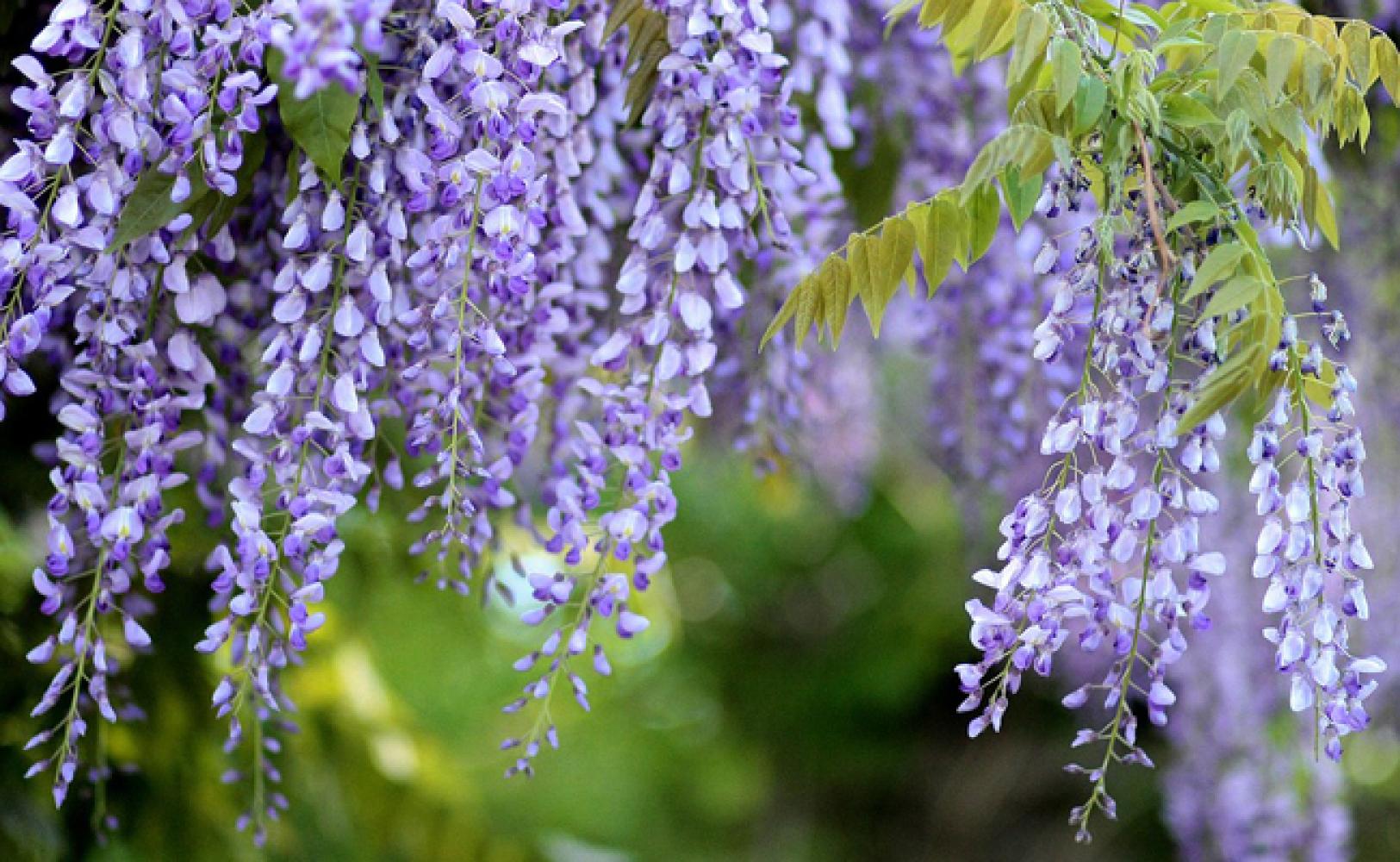 GLYCINE