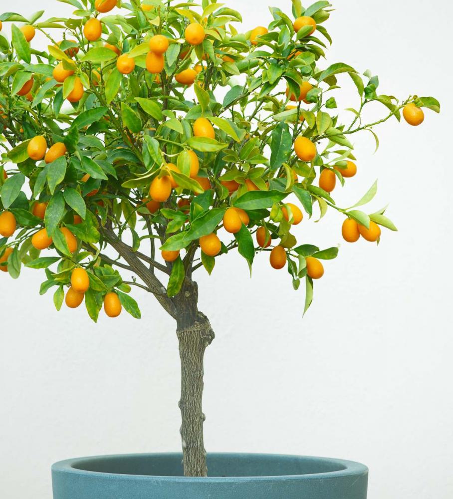 Kumquat