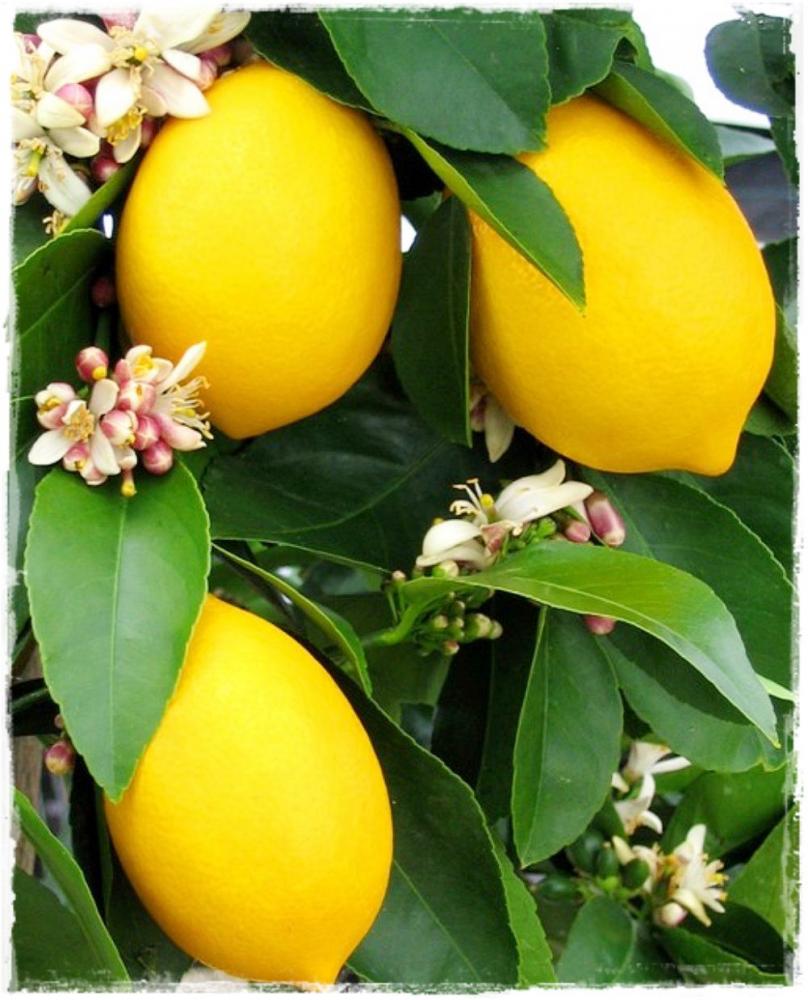 Citronnier