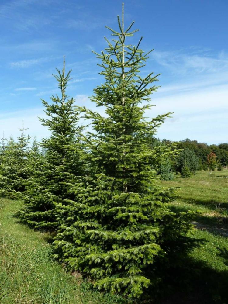 Abies nordmanniana