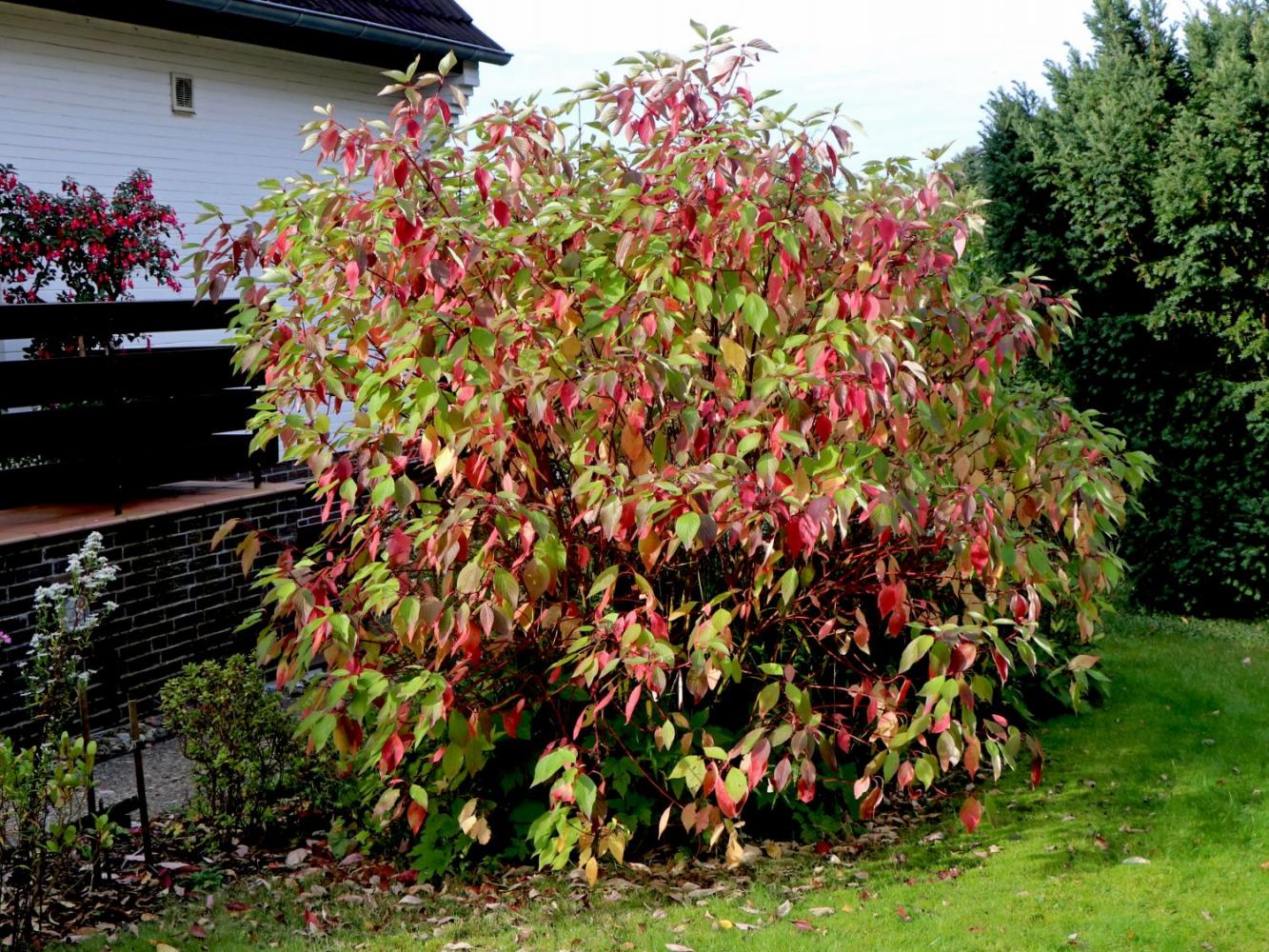 CORNUS ALBA SIBIRICA