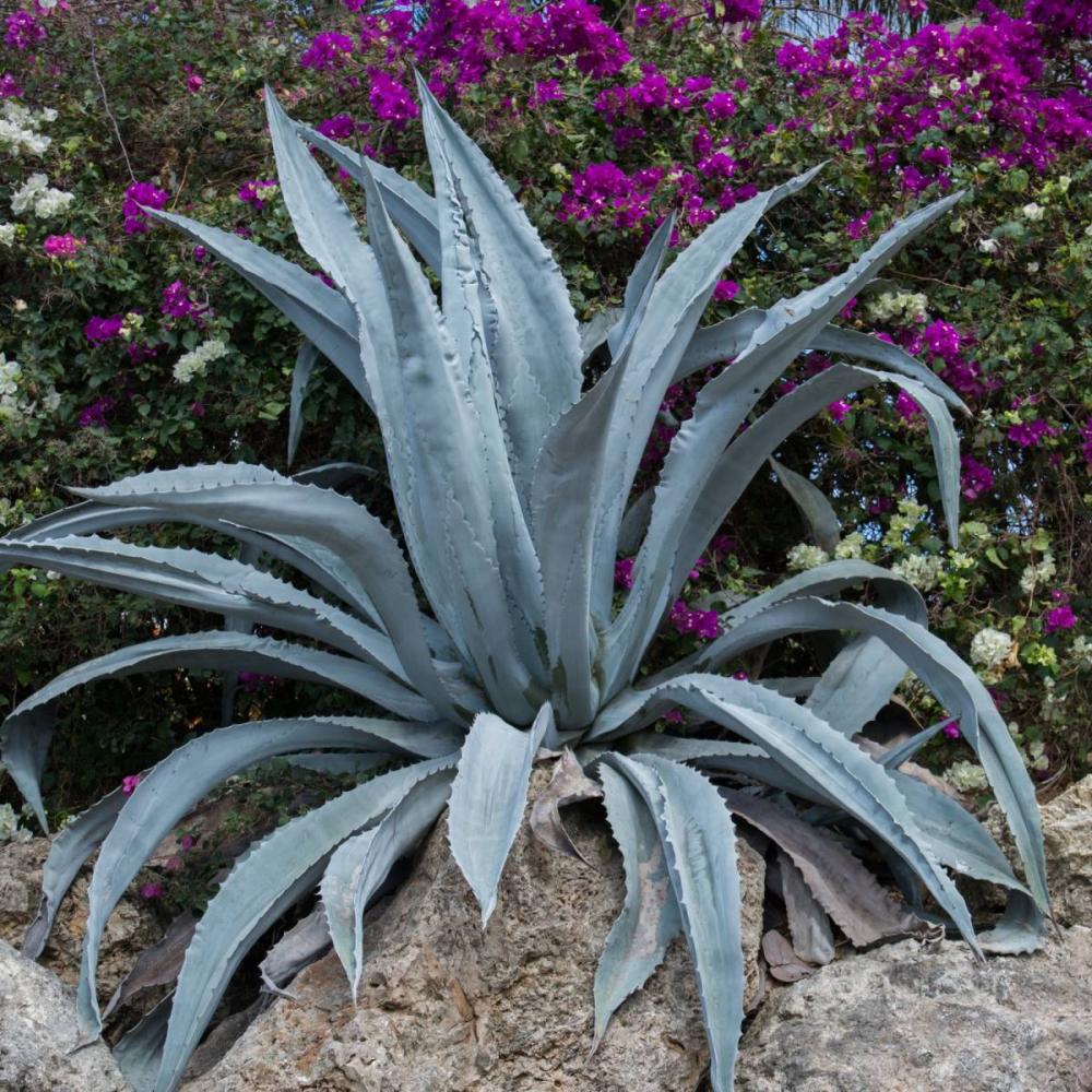 AGAVE AMERICANA