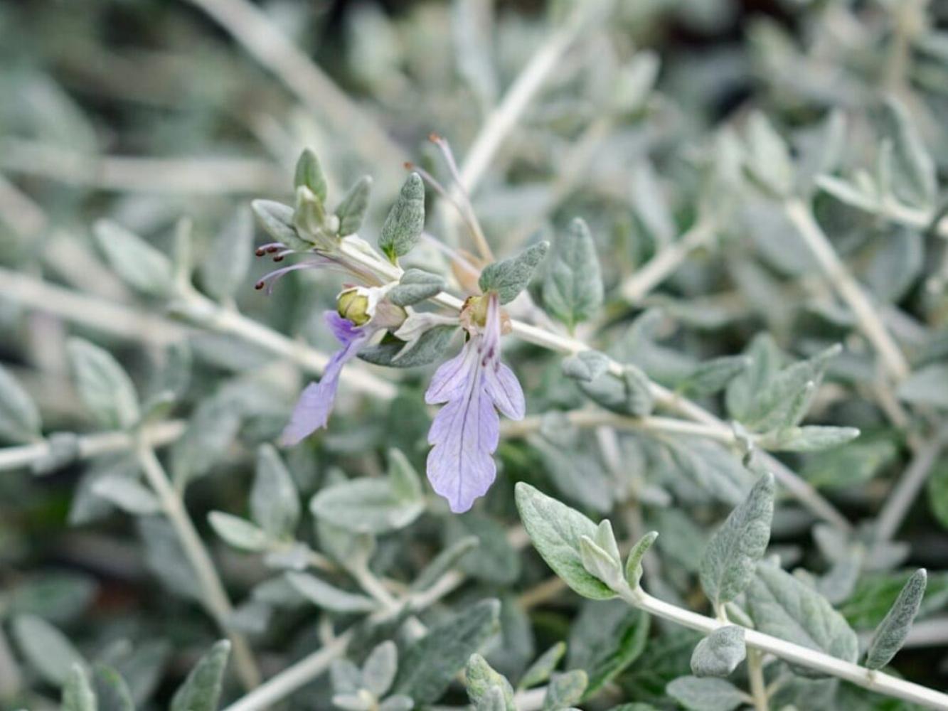 TEUCRIUM