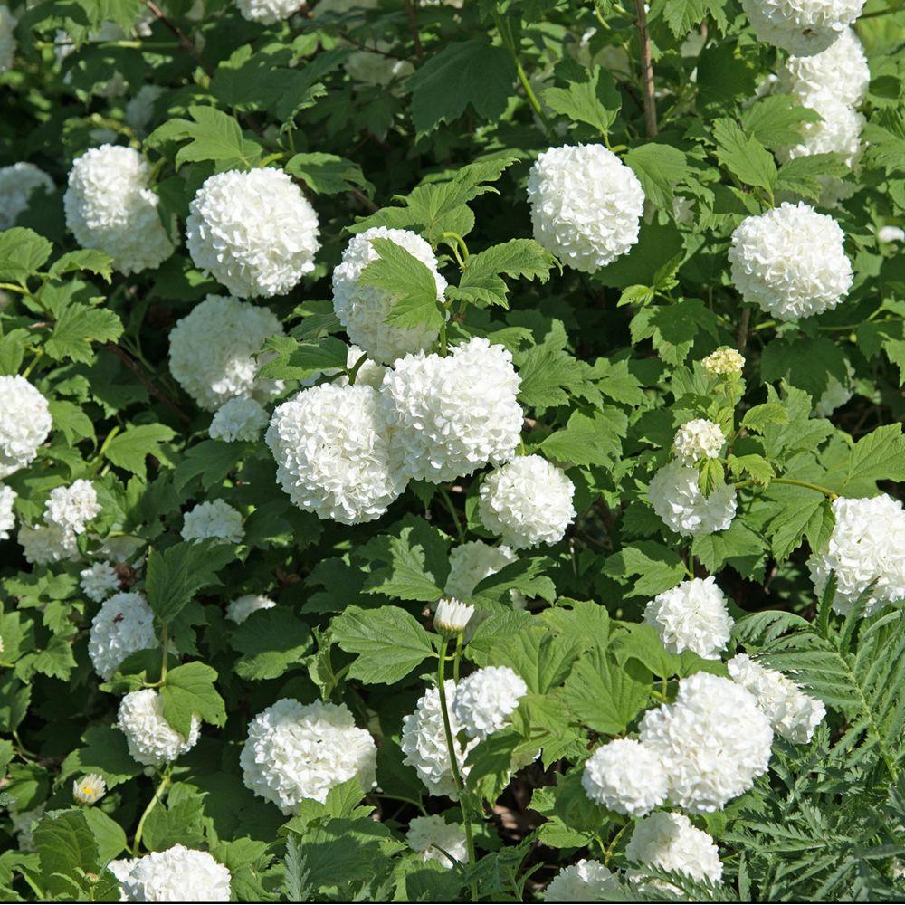 Viburnum Opulus