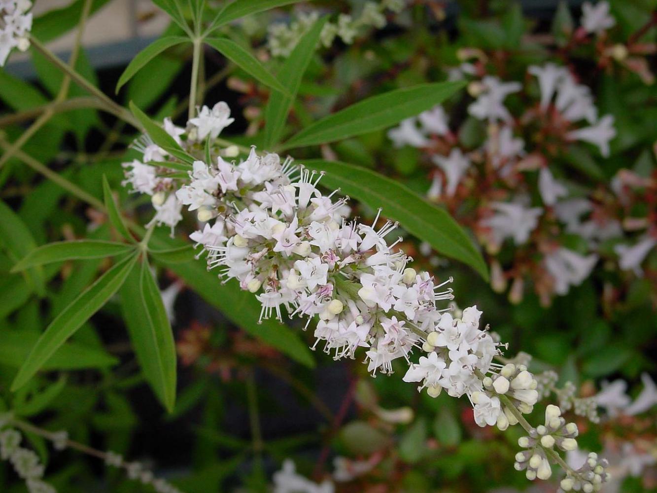 vitex