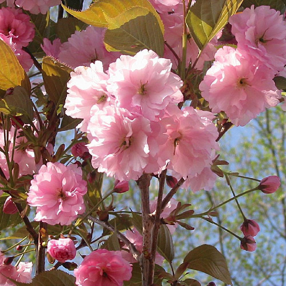 prunus kanzan