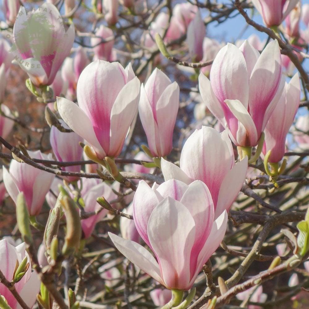 Magnolia Soulangeana