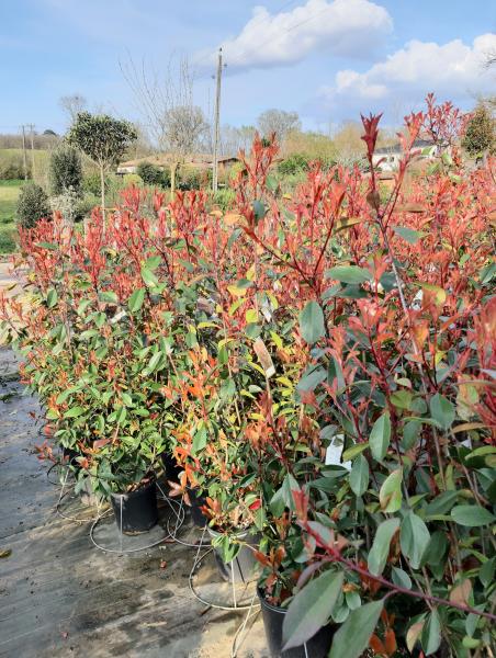 Photinia