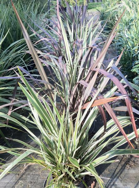 Phormium