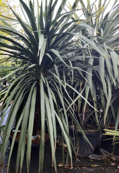 Dracena 