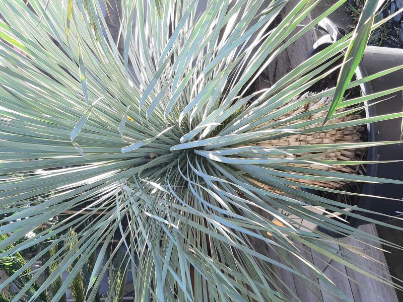 Yucca rostrata