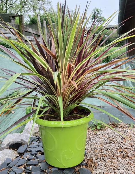 Cordyline